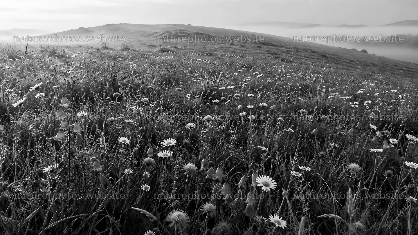 Wildflower Meadow on a Misty Hillside – nature photos 10324x5812