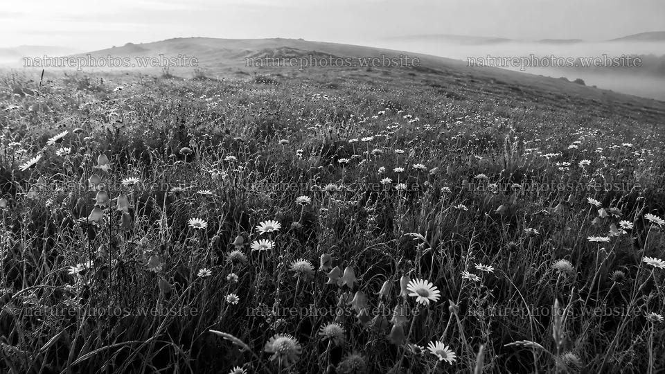 Wildflower Meadow on a Misty Hillside – nature photos 10324x5812