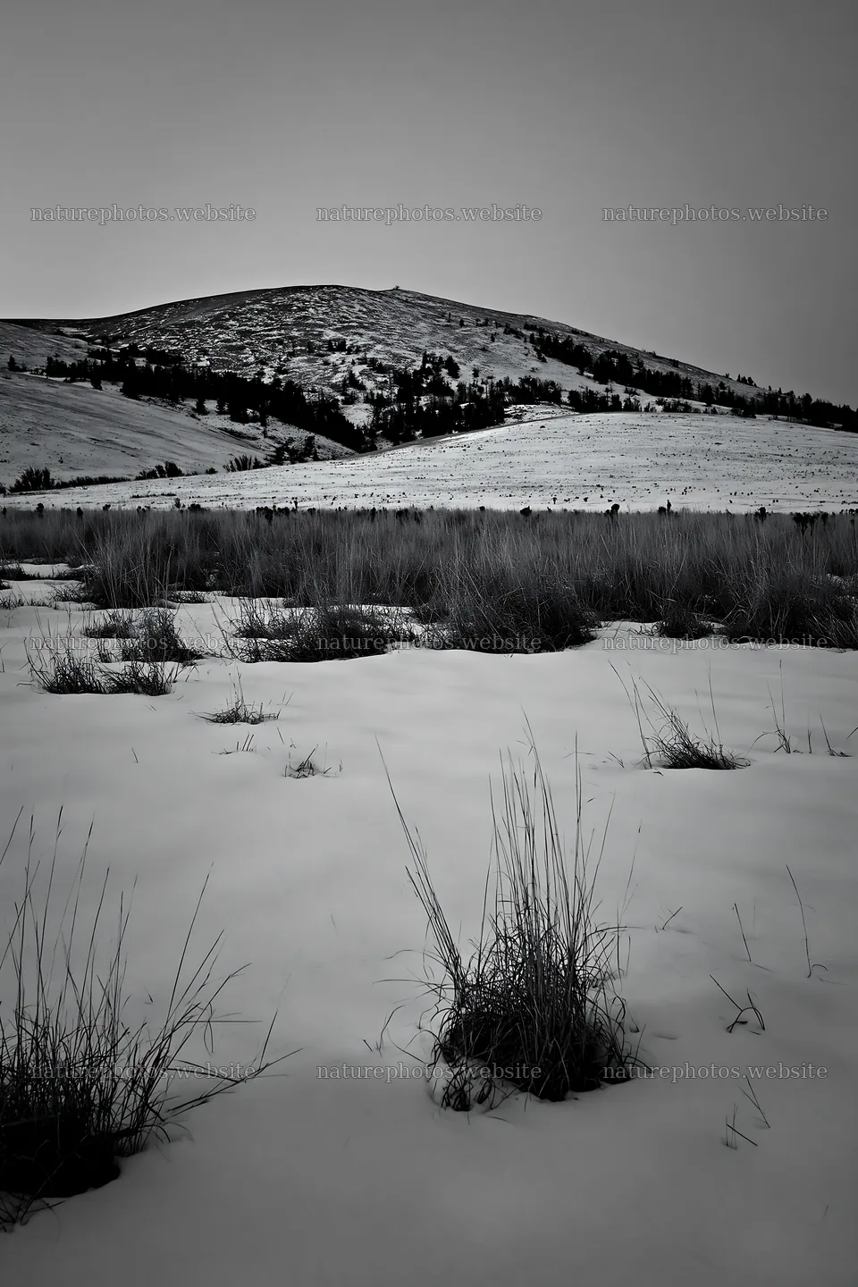 Snowy foothill meadow with grass and distant hills – nature photos 6480x9722