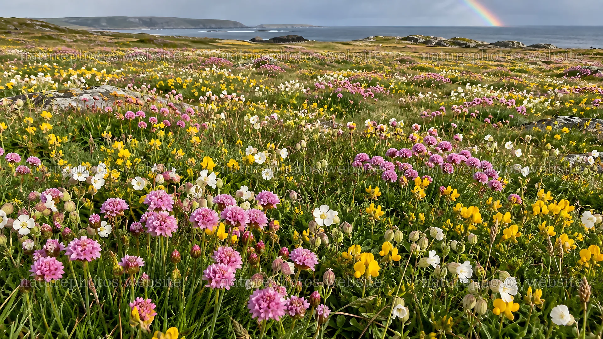 Coastal Wildflower Meadow Beneath a Rainbow – nature photos 10324x5812