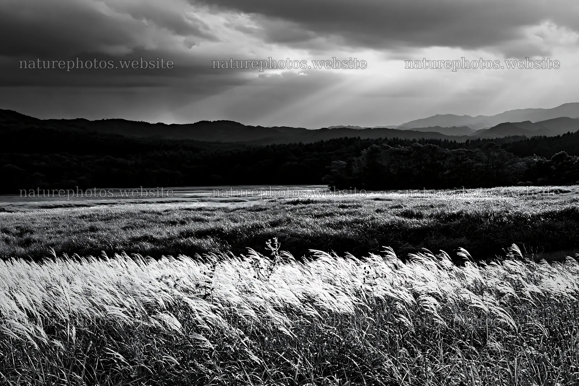 Iwate rain refreshed meadow seedhead foreground – nature photos 9722x6480