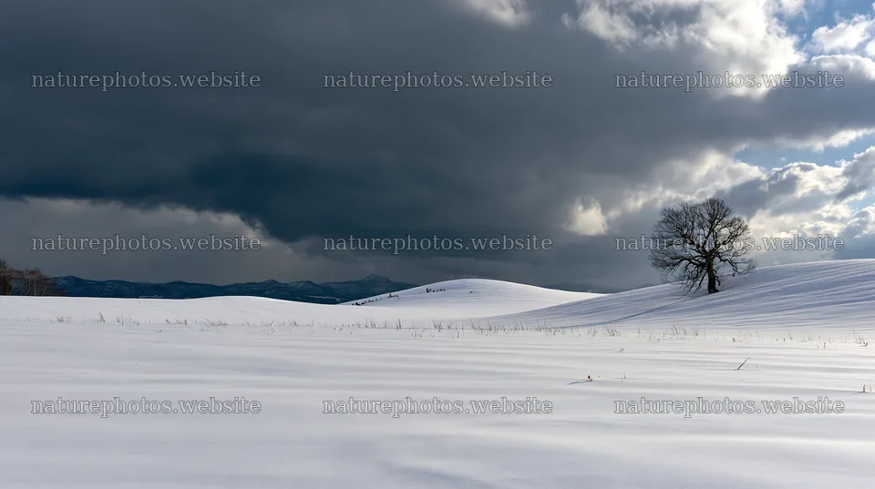 Snow covered Biei hills meadow under cloudy sky – nature photos 10608x5938