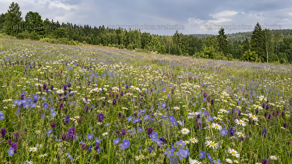 Wildflower Meadow at a Woodland Clearing – nature photos 10324x5812