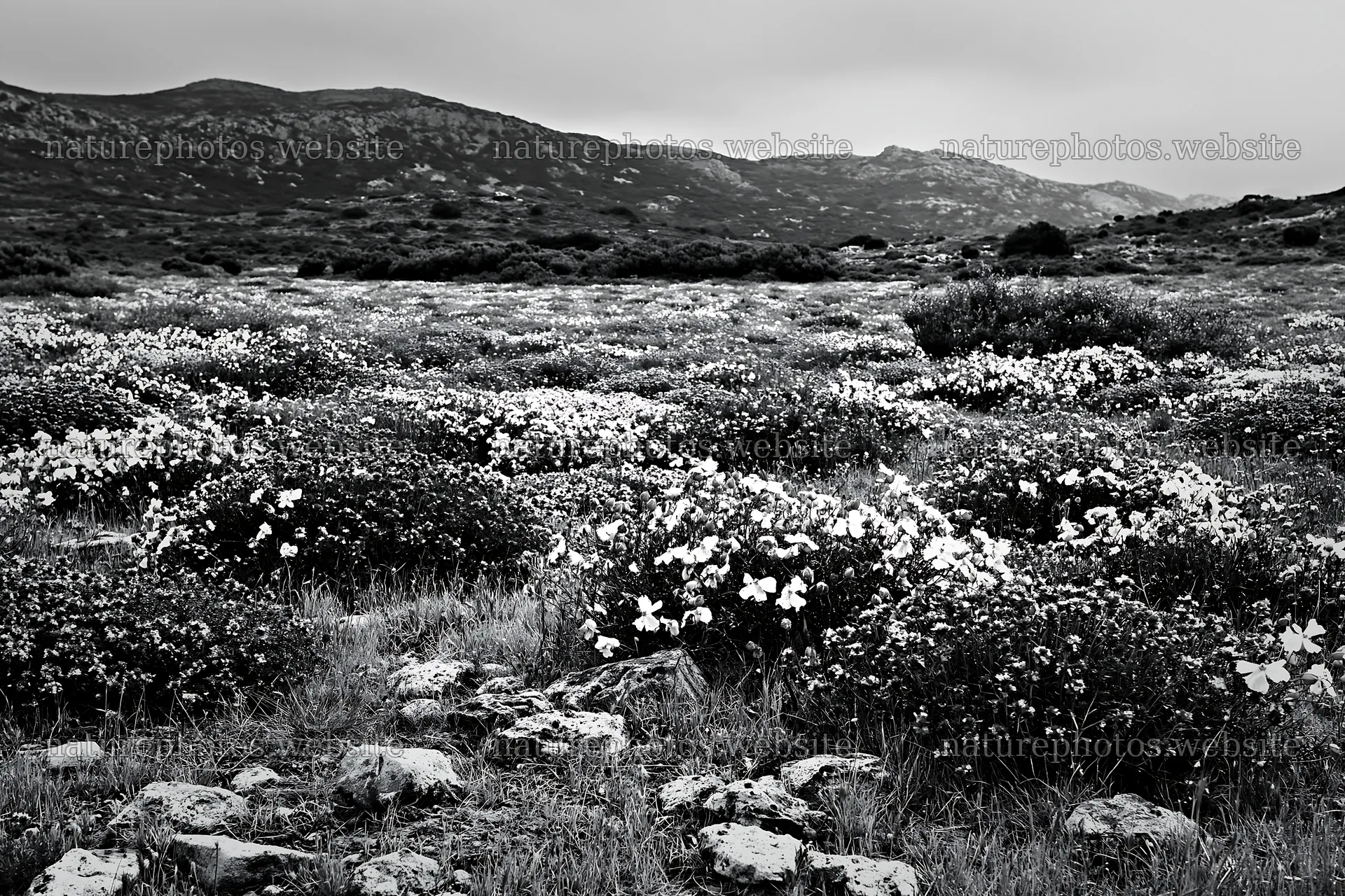 Cloudy day in limestone meadow with flowering plants – nature photos 9722x6480