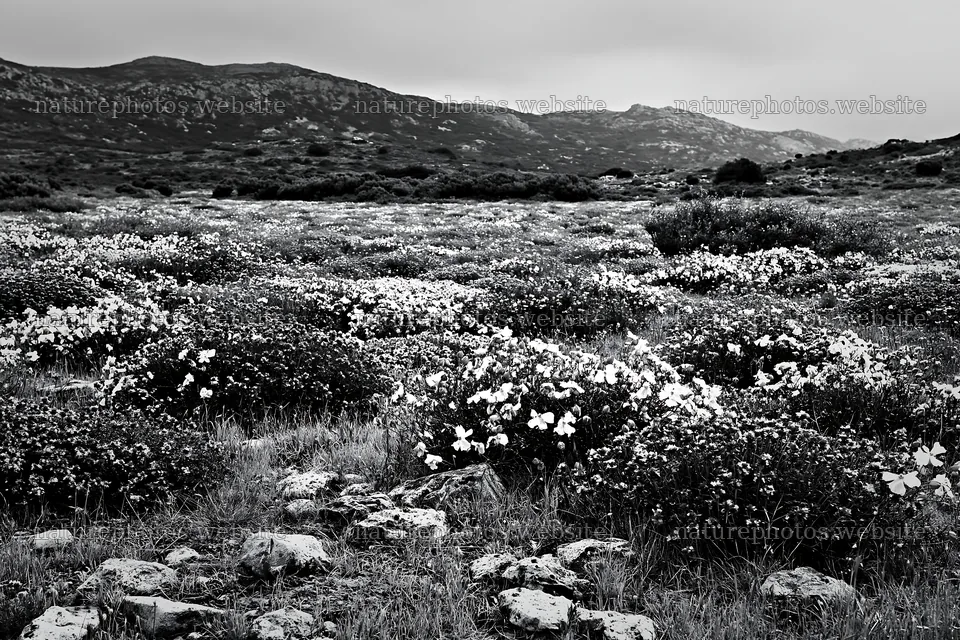 Cloudy day in limestone meadow with flowering plants – nature photos 9722x6480