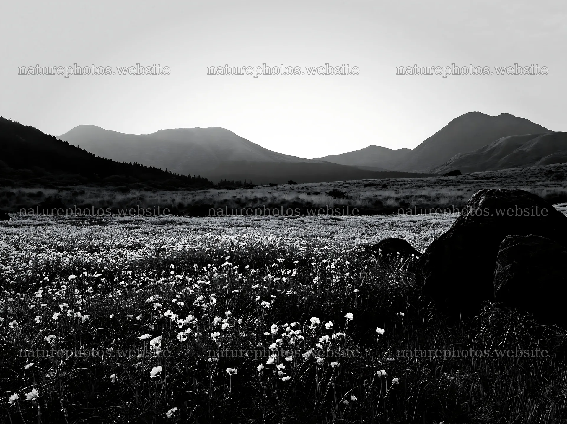 Kumamoto volcanic meadow dark rock foreground with yellow flowers – nature photos 9174x6866