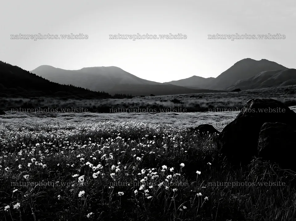 Kumamoto volcanic meadow dark rock foreground with yellow flowers – nature photos 9174x6866