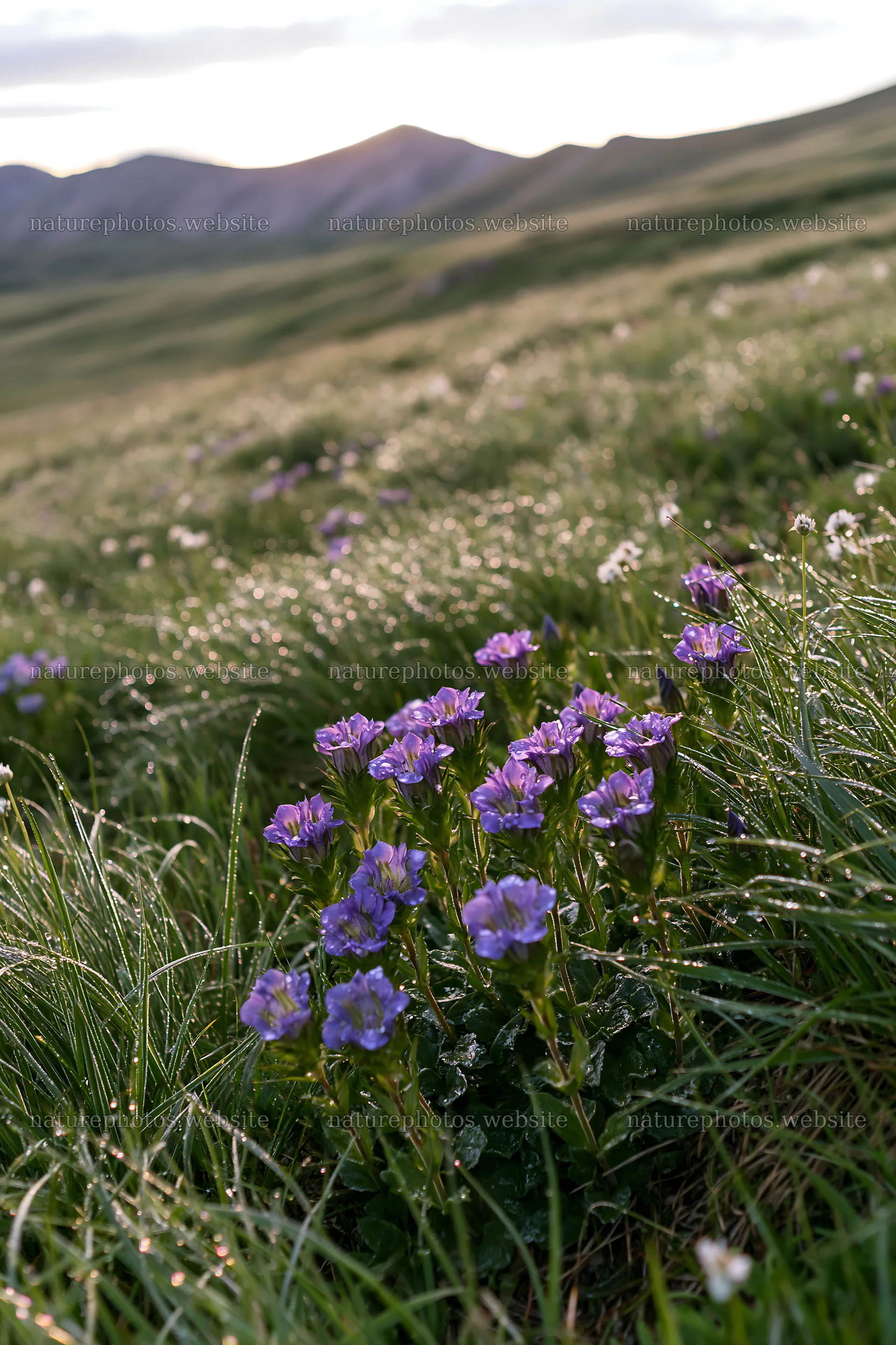 Silver dew meadow with purple flowers in a green field – nature photos 6480x9722
