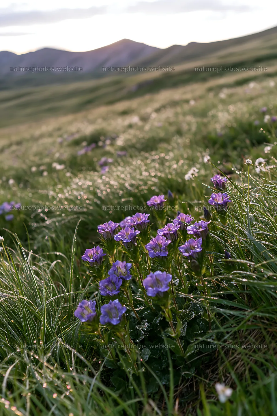 Silver dew meadow with purple flowers in a green field – nature photos 6480x9722