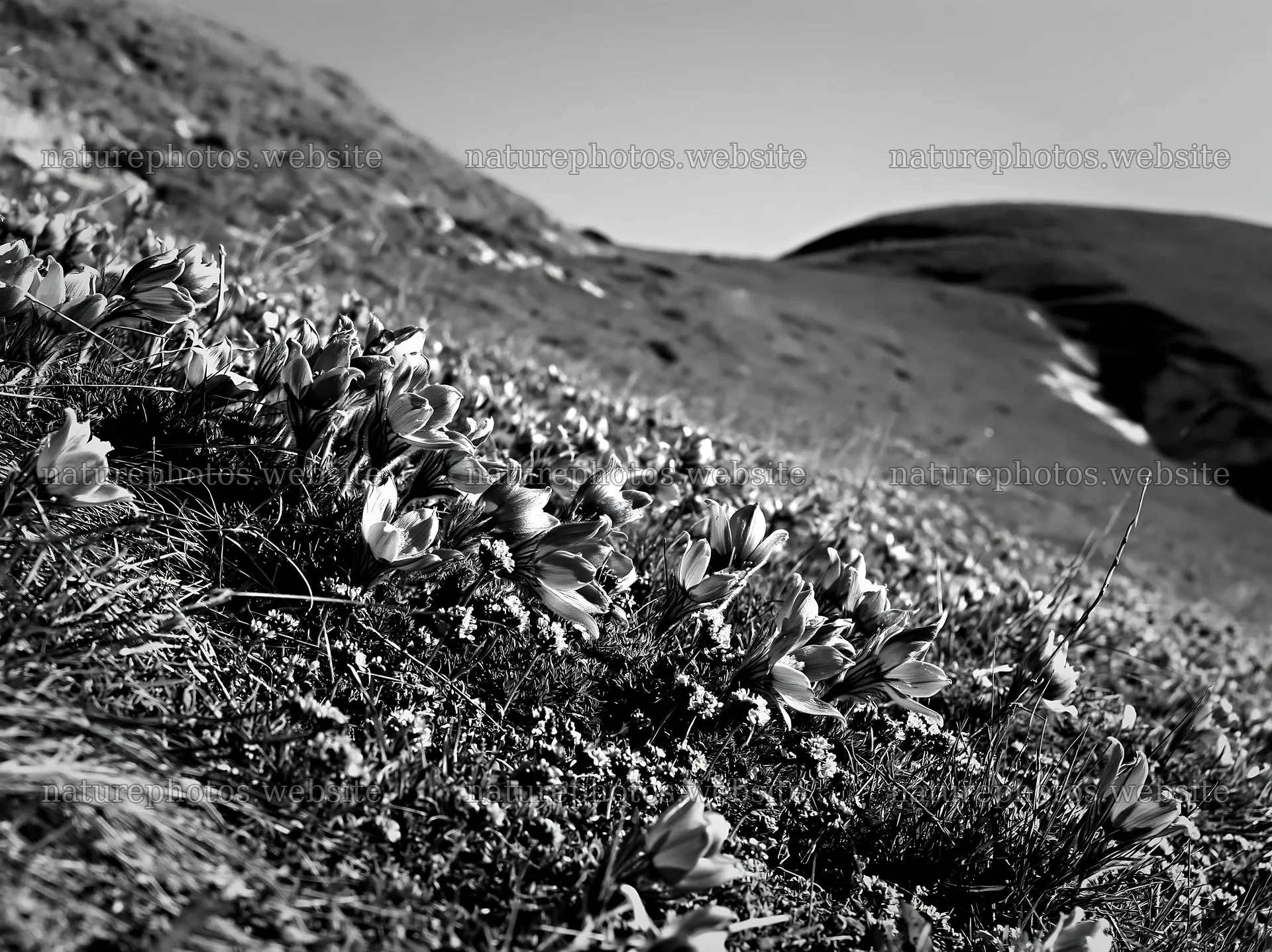 Sunny chalk slope meadow with flowers in black and white – nature photos 9174x6866