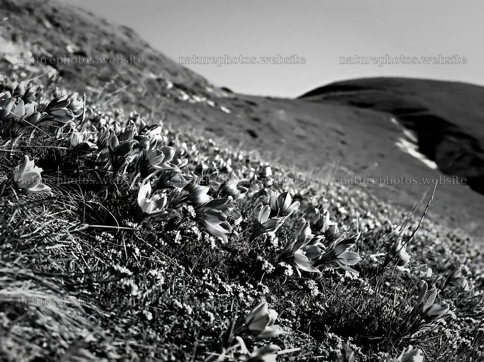 Sunny chalk slope meadow with flowers in black and white – nature photos 9174x6866