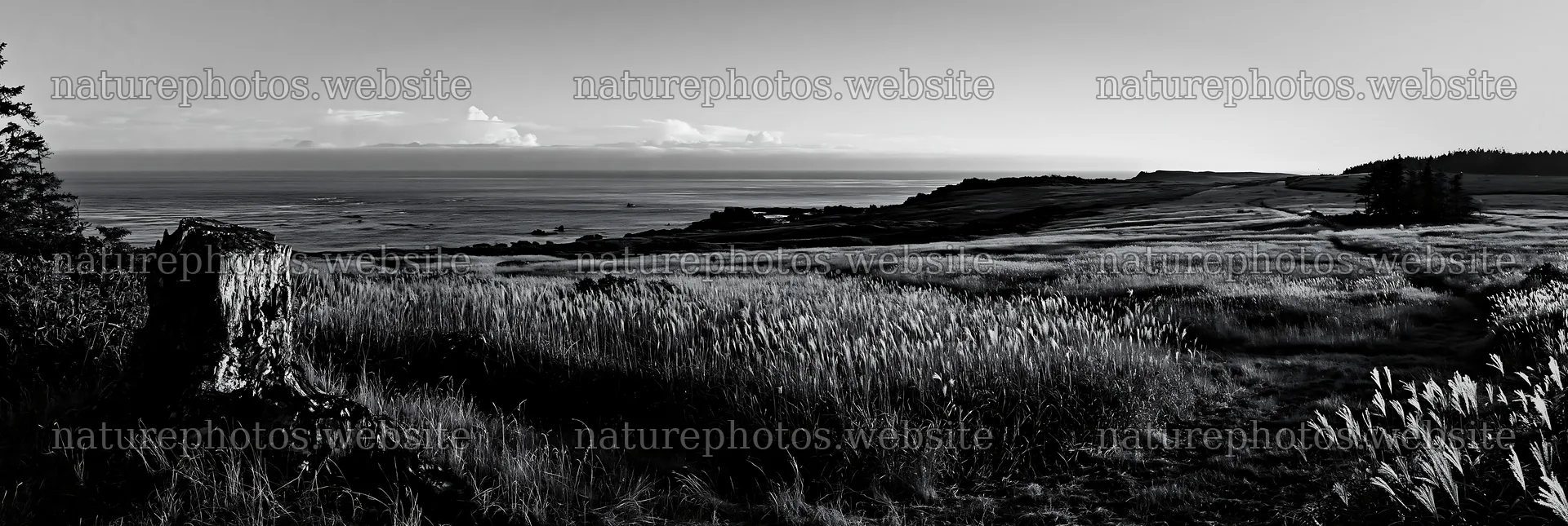Fukushima native meadow with weathered stump – nature photos 13690x4602
