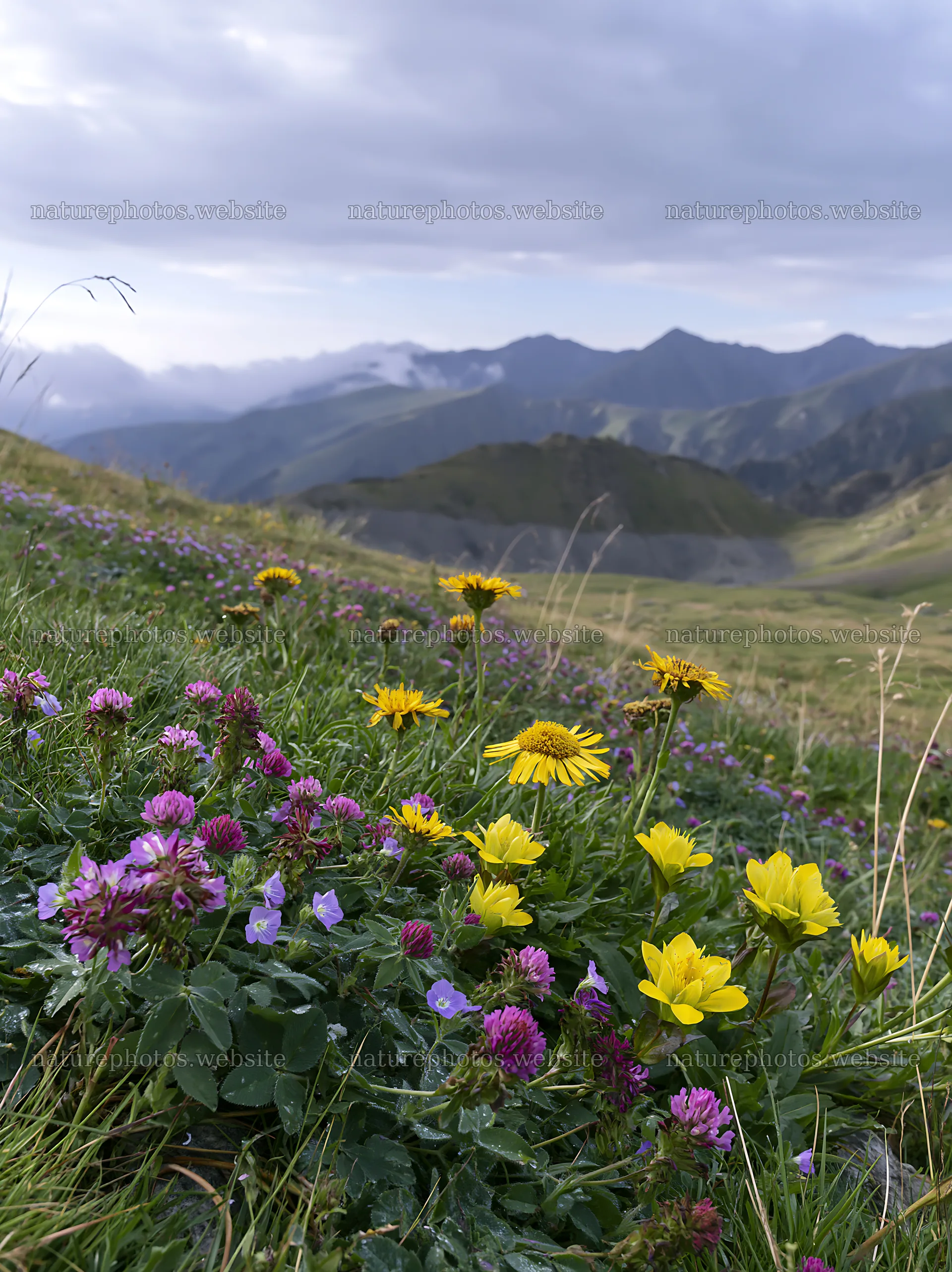 Clover speedwell meadow with flowers and mountains in background – nature photos 6866x9174
