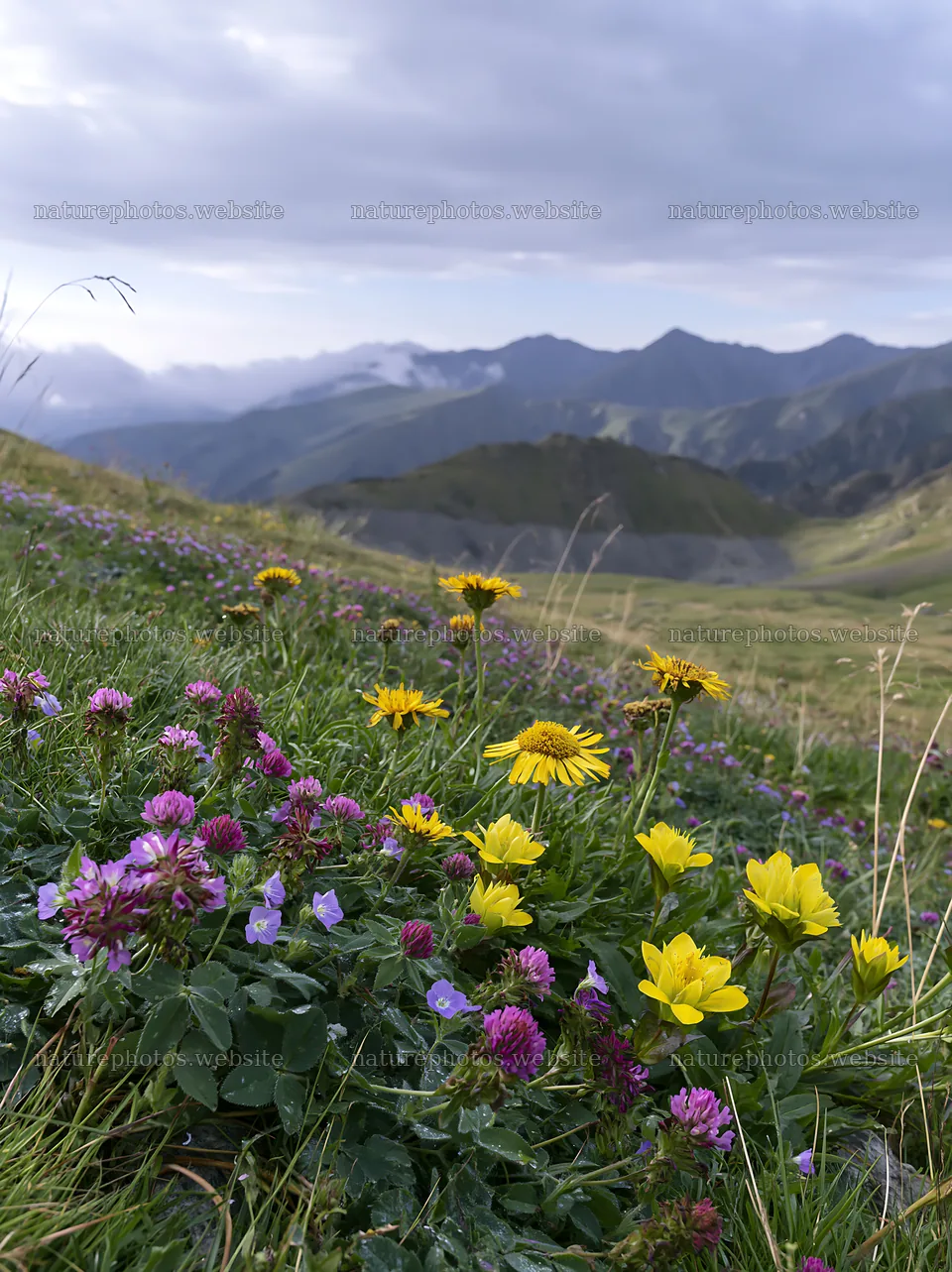 Clover speedwell meadow with flowers and mountains in background – nature photos 6866x9174