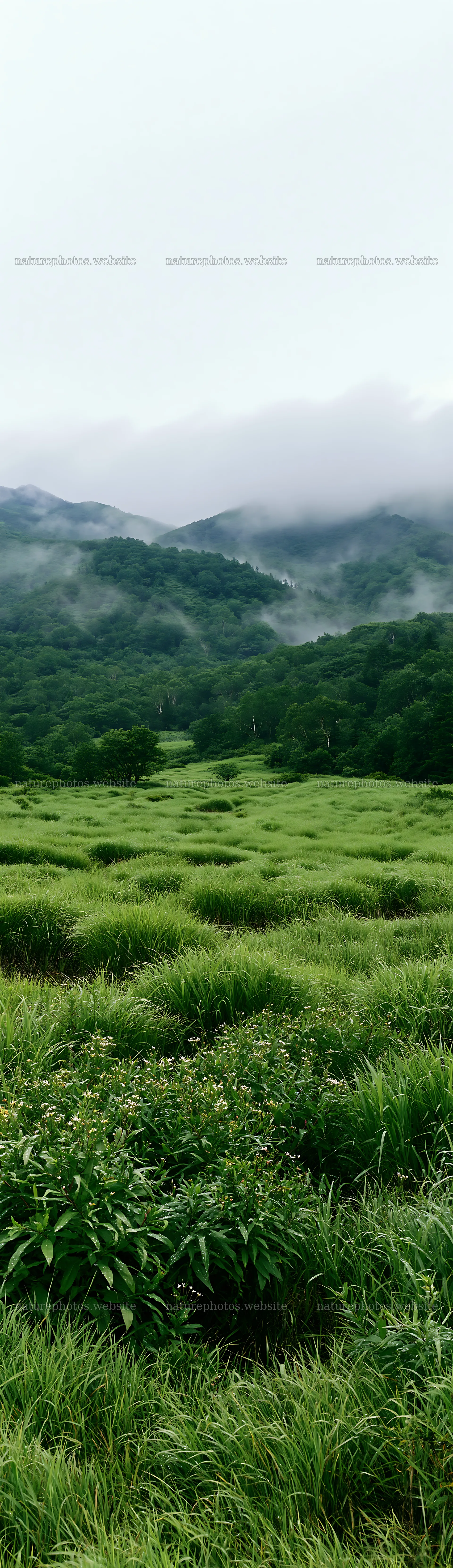 Expansive Hokkaido restoration meadow with dewdrops – nature photos 4268x14762