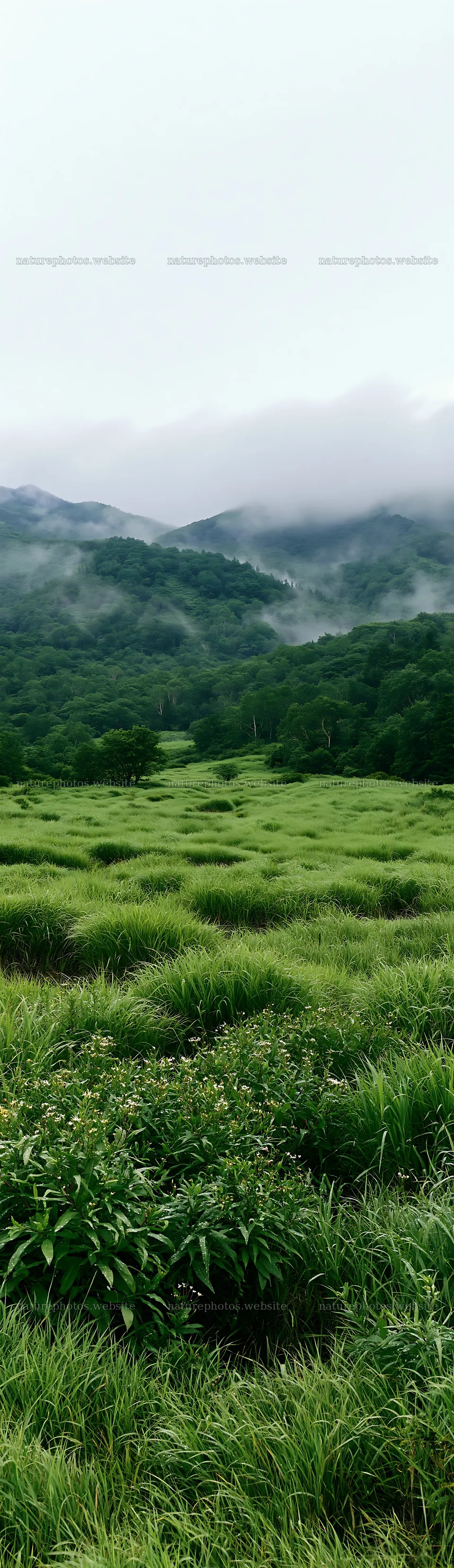 Expansive Hokkaido restoration meadow with dewdrops – nature photos 4268x14762