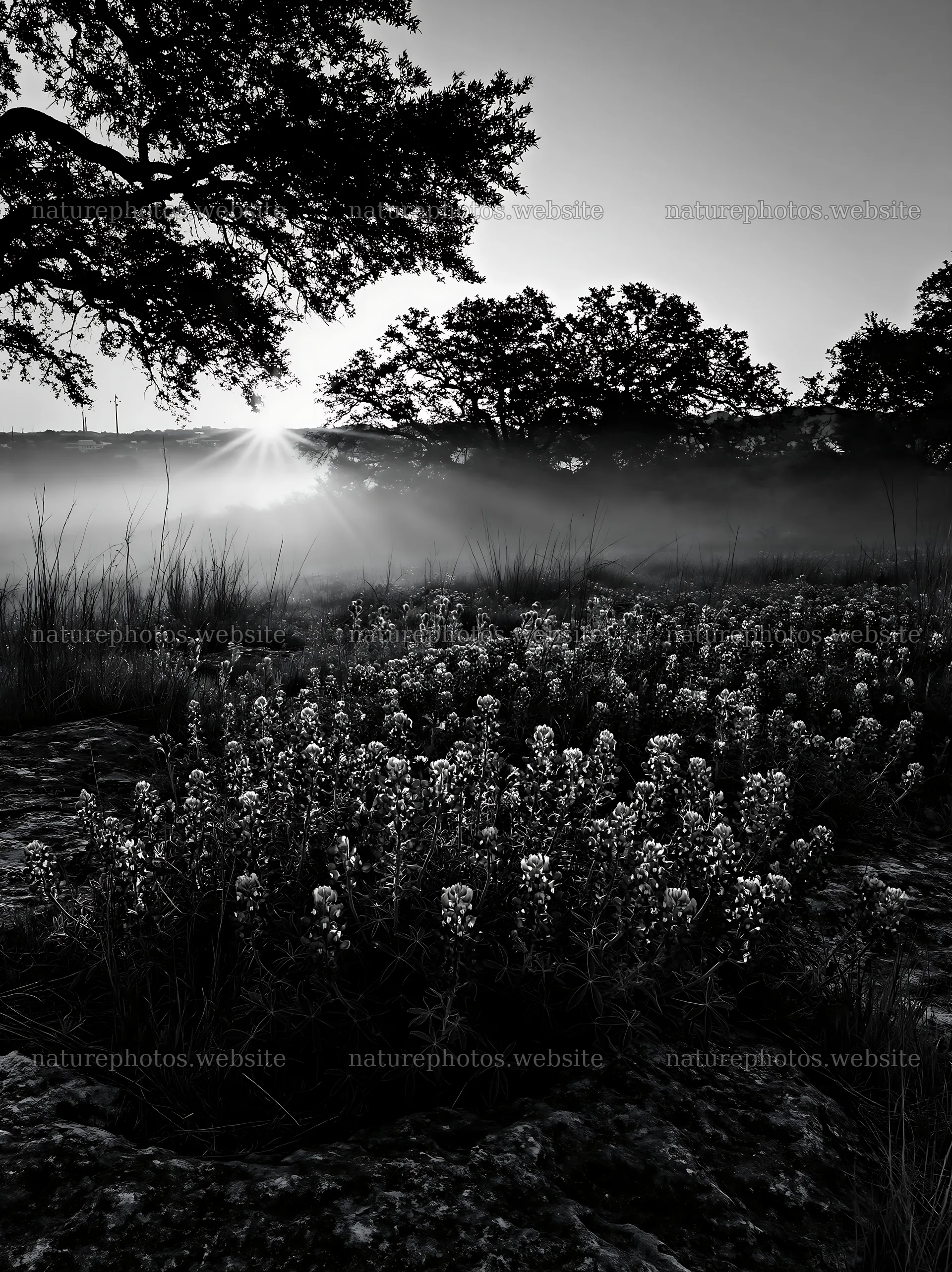 Bluebonnet meadow sunrise with trees and fog in the background – nature photos 6866x9174