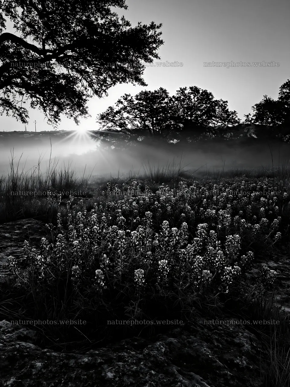 Bluebonnet meadow sunrise with trees and fog in the background – nature photos 6866x9174