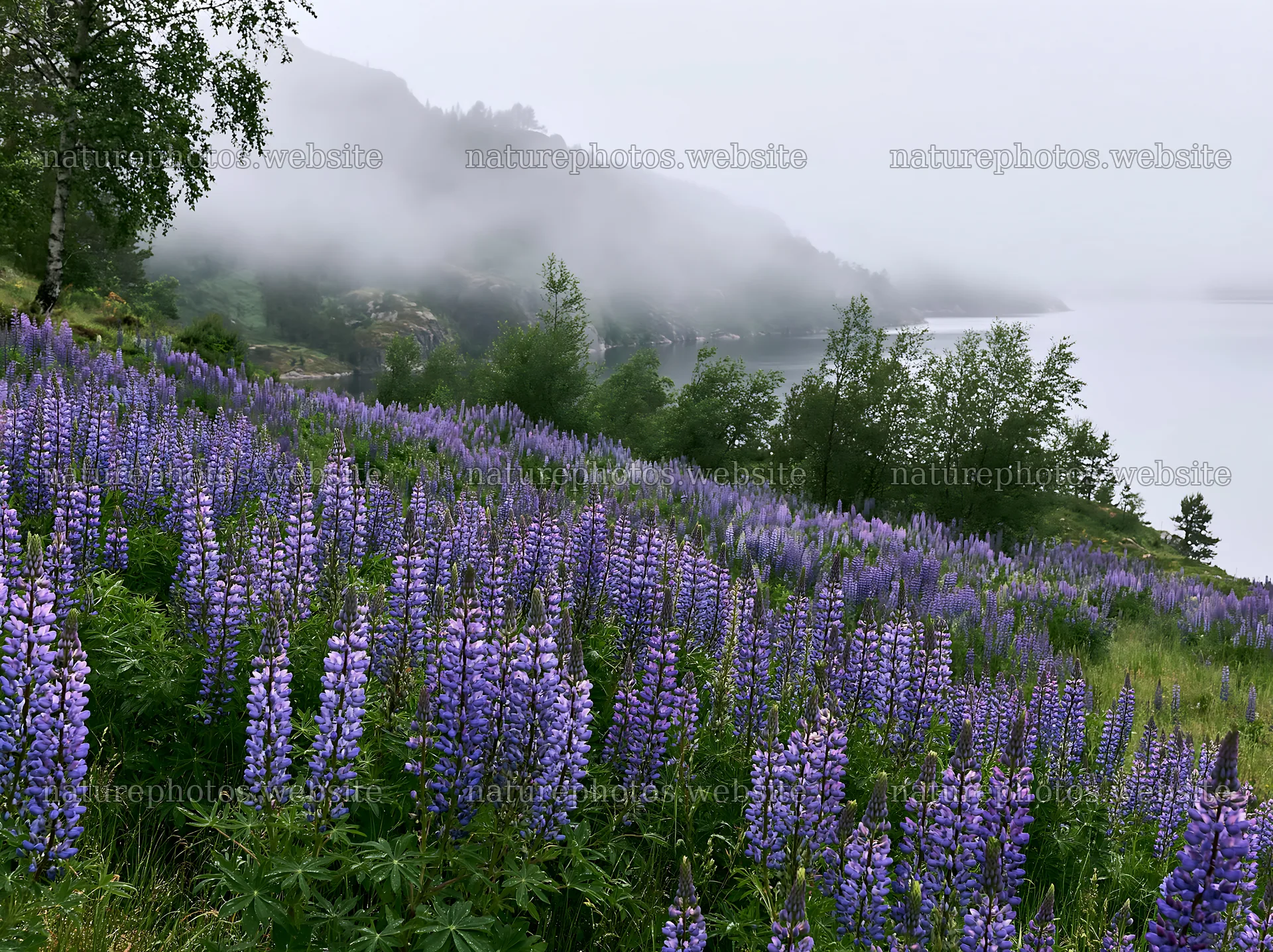 Colorful lupine meadow by the lake in misty weather – nature photos 9174x6866