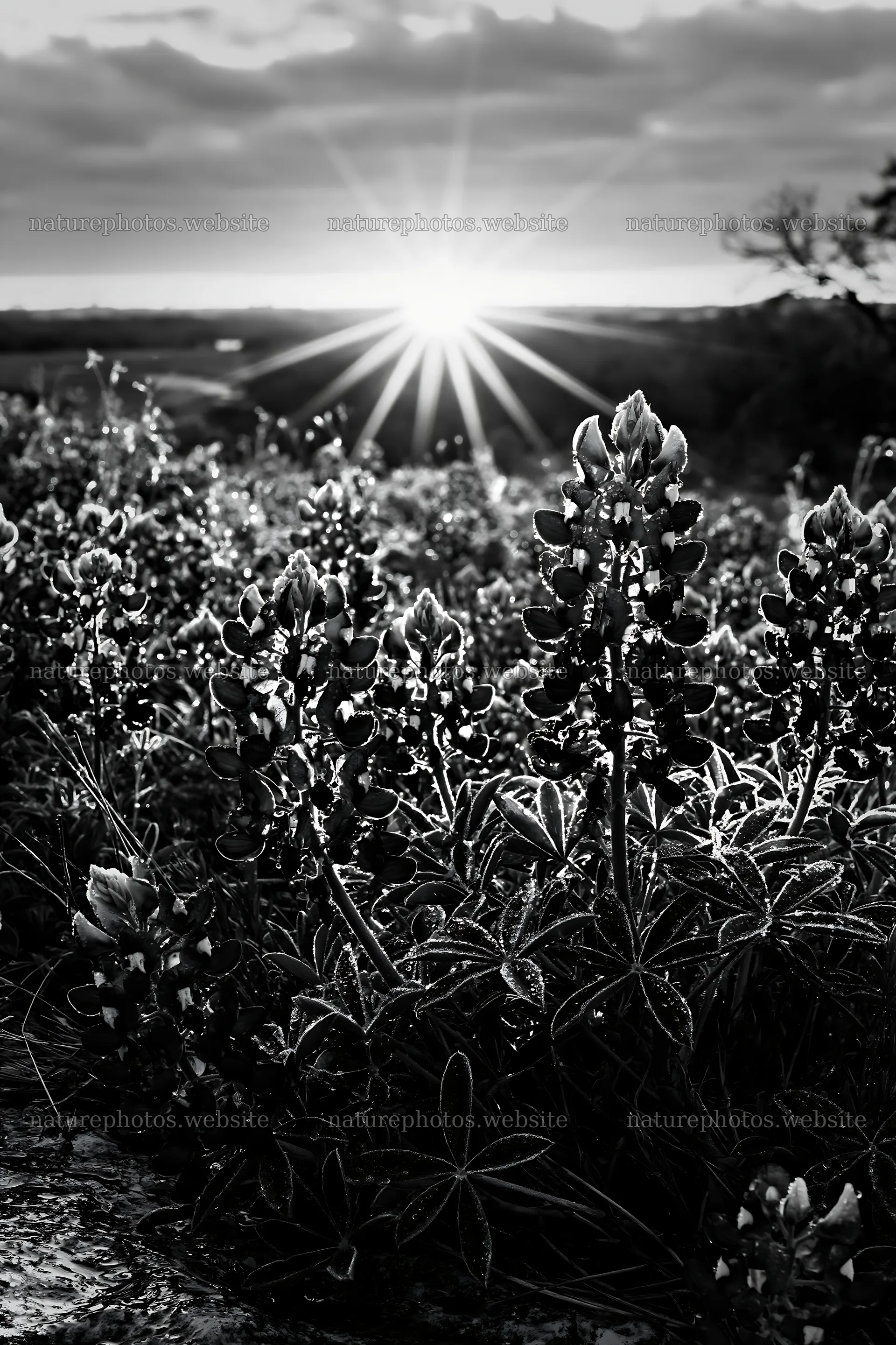 Bluebonnet meadow at sunrise with sunlight shining through flowers – nature photos 6480x9722