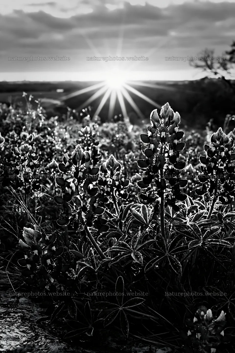 Bluebonnet meadow at sunrise with sunlight shining through flowers – nature photos 6480x9722