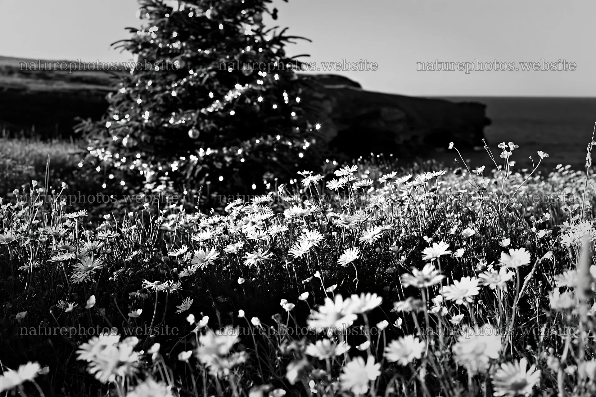 Christmas tree in meadow near cave by the sea – nature photos 9722x6480