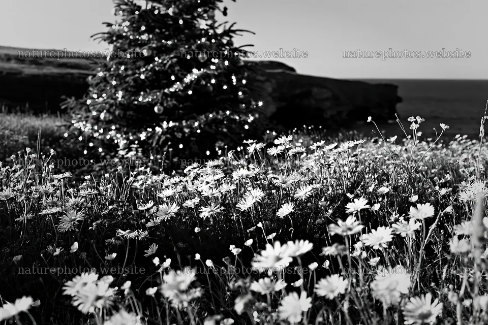 Christmas tree in meadow near cave by the sea – nature photos 9722x6480