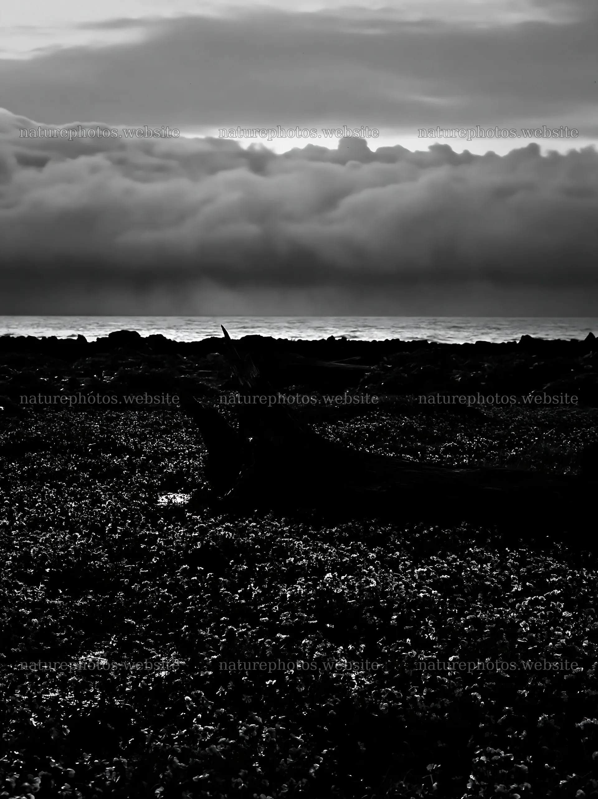 Ishikawa coastal meadow with storm washed driftwood – nature photos 6866x9174