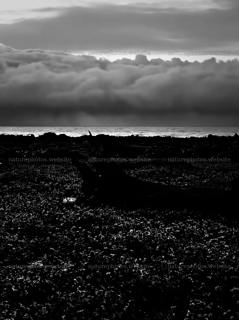 Ishikawa coastal meadow with storm washed driftwood – nature photos 6866x9174