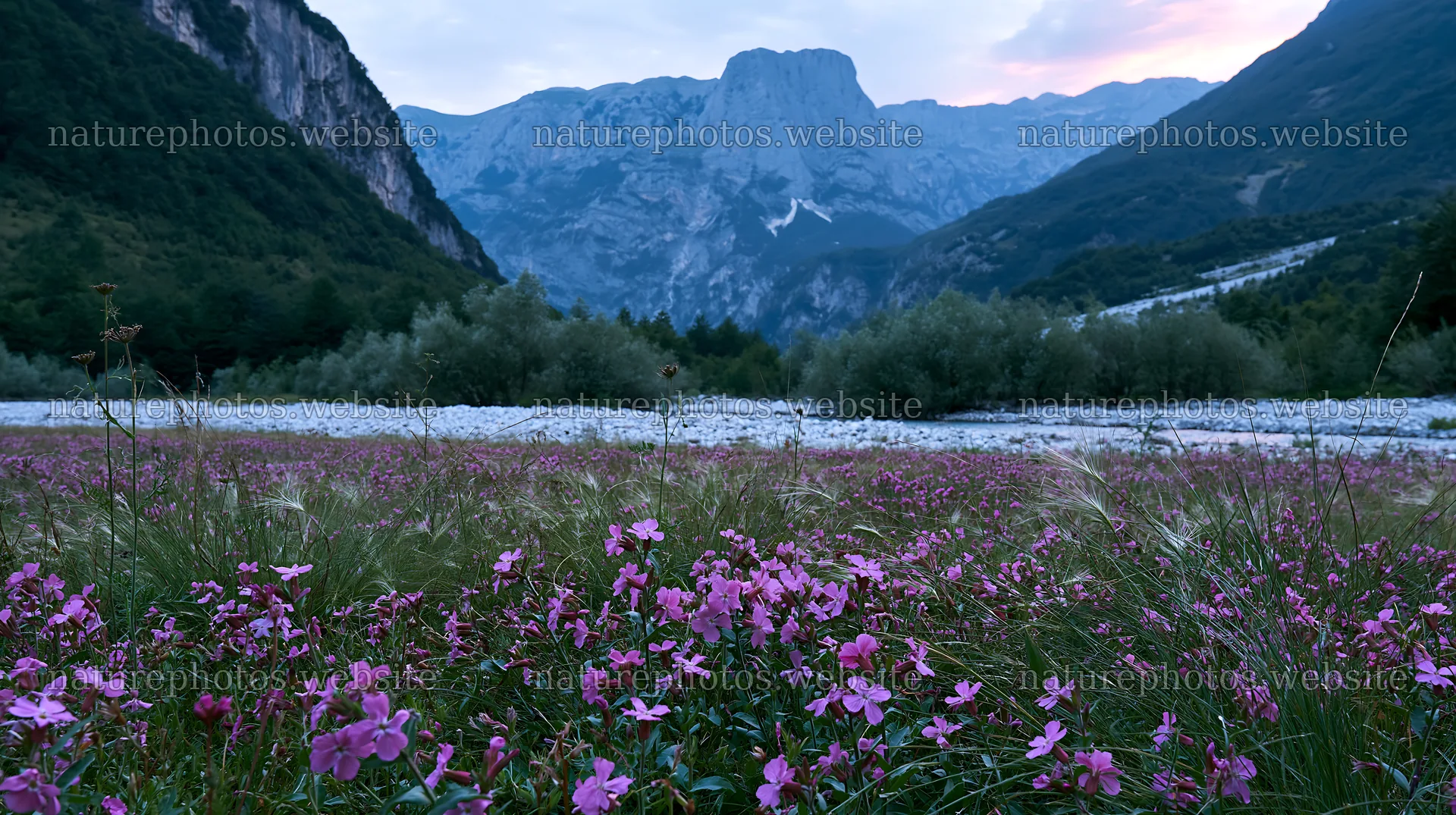 Night-blooming flowers in a mountain meadow – nature photos 10608x5938
