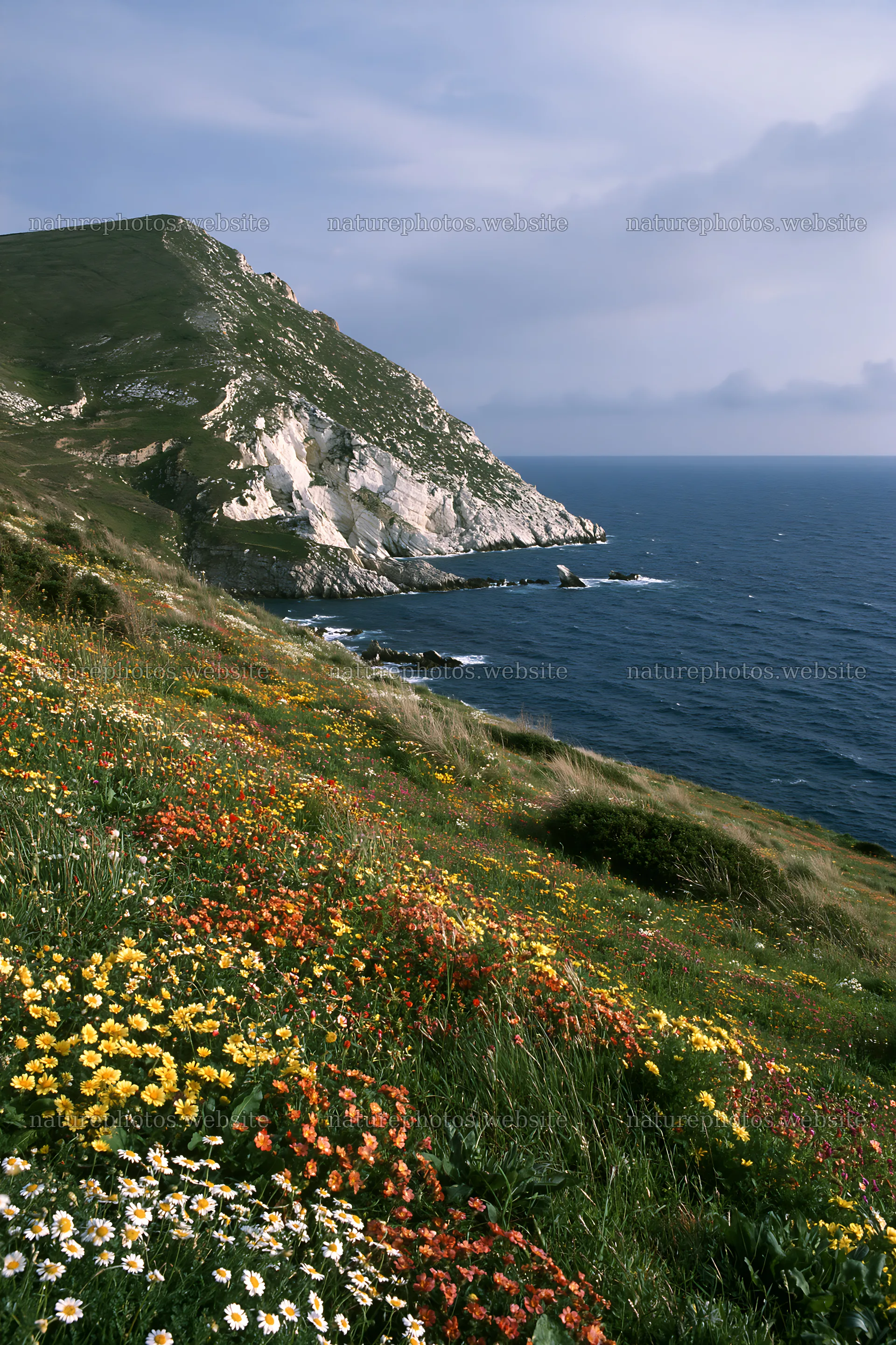 Italian meadow along rocky coast with flowers and sea view – nature photos 6480x9722