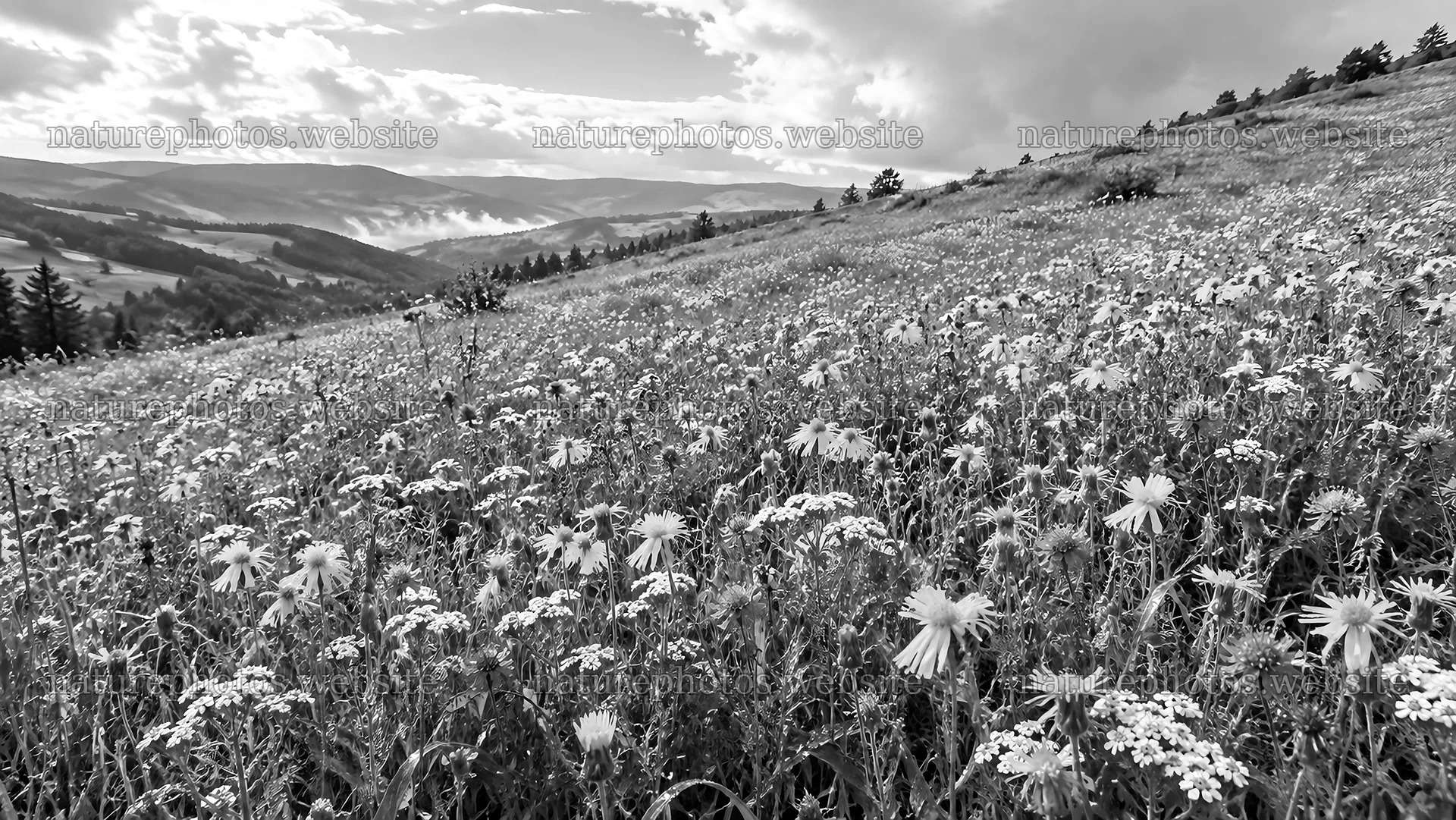 Christian Cross in a Flowering Hillside Meadow – nature photos 10324x5812