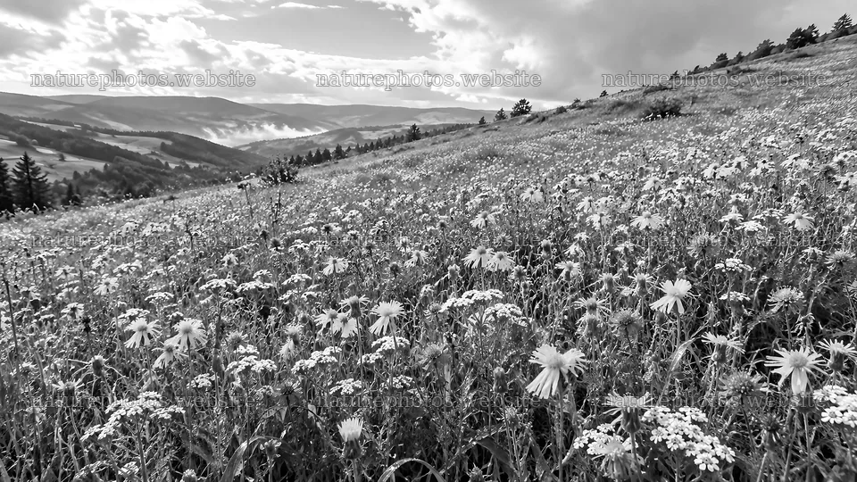 Christian Cross in a Flowering Hillside Meadow – nature photos 10324x5812