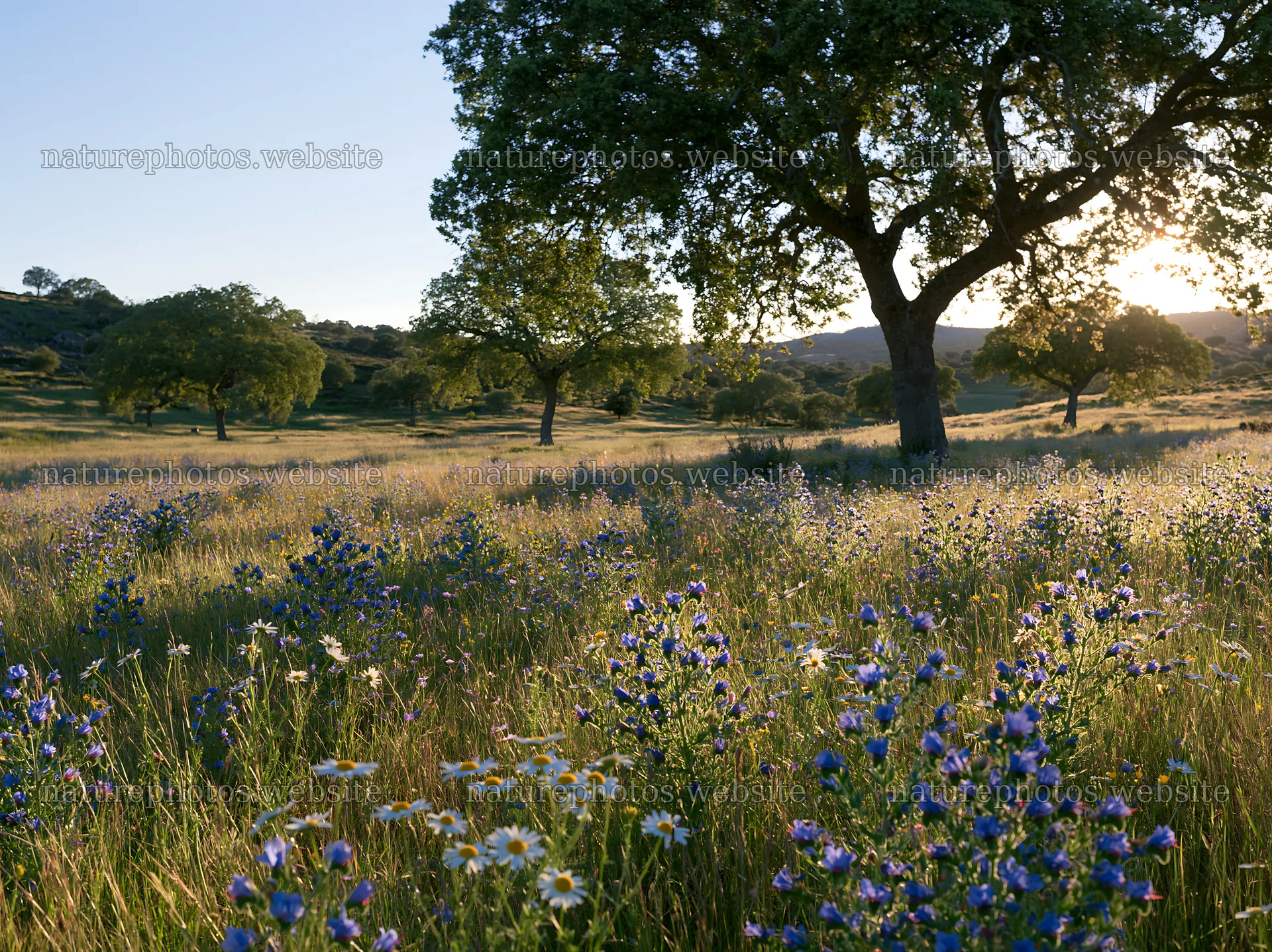 Regenerative meadow with wildflowers and trees at sunset – nature photos 9174x6866