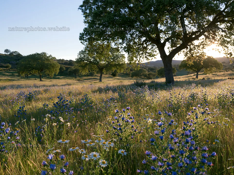 Regenerative meadow with wildflowers and trees at sunset – nature photos 9174x6866