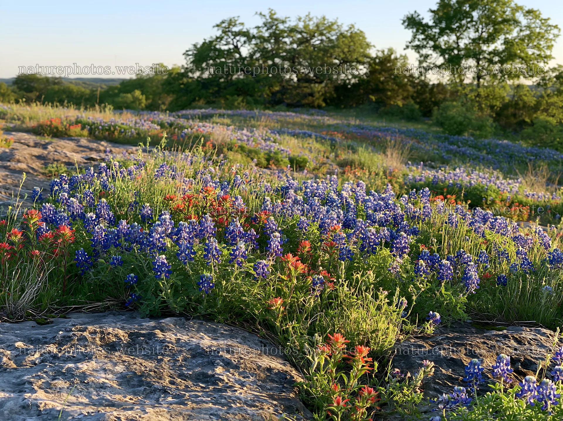 Regenerative meadow with bluebonnets and Indian paintbrush flowers – nature photos 9174x6866