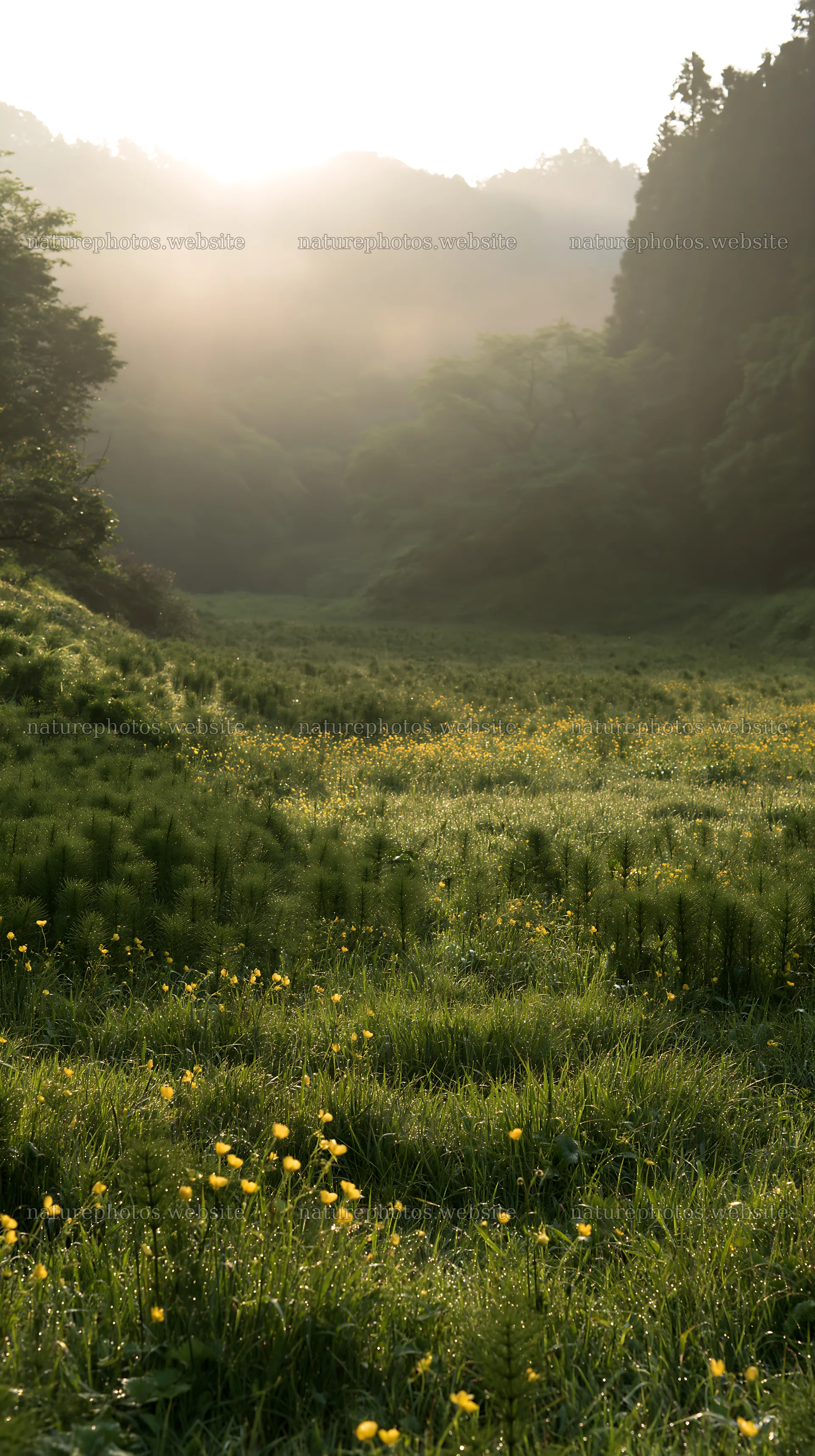 Shizuoka meadow after rain with wildflowers and mist – nature photos 5938x10608