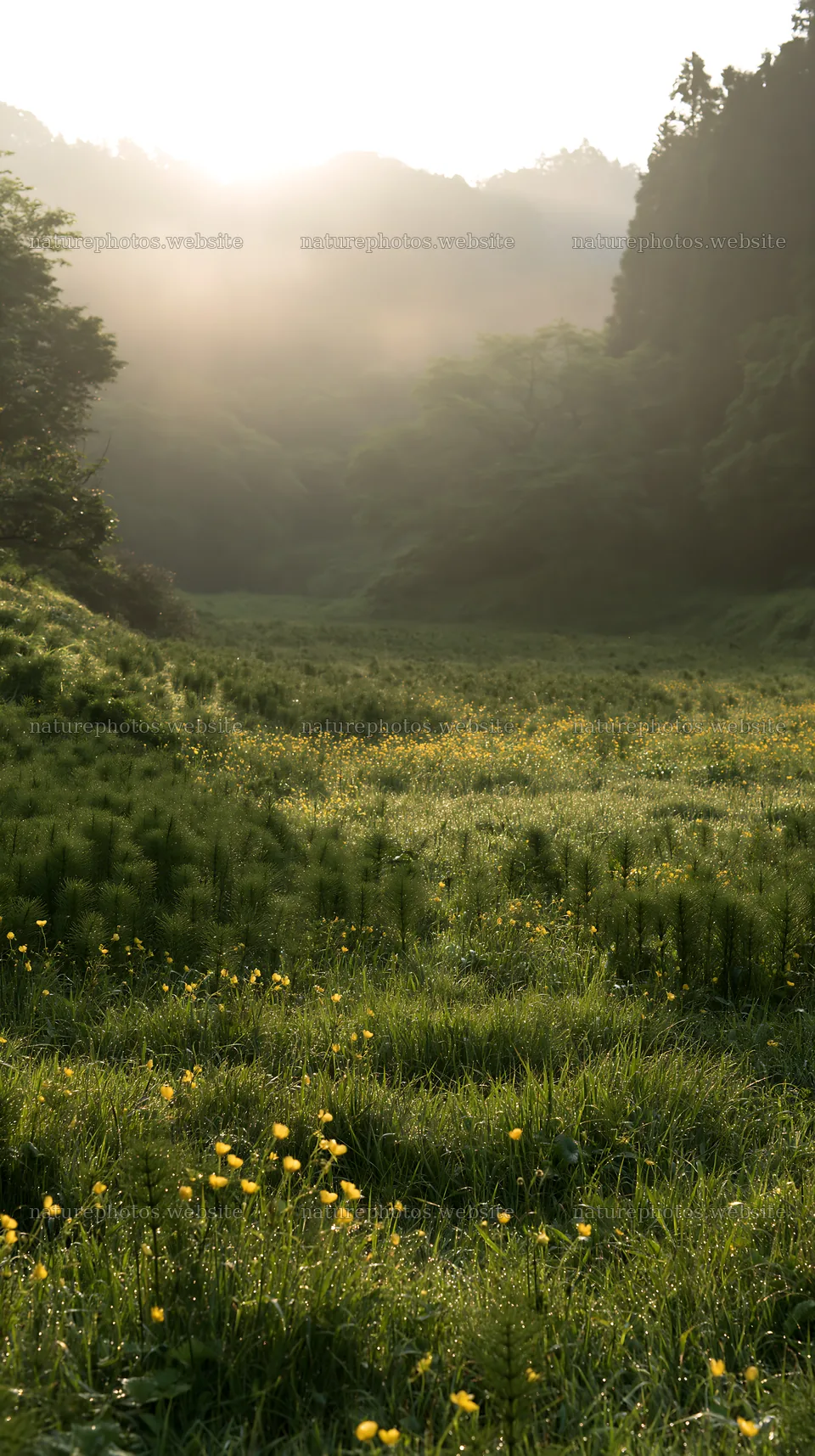 Shizuoka meadow after rain with wildflowers and mist – nature photos 5938x10608