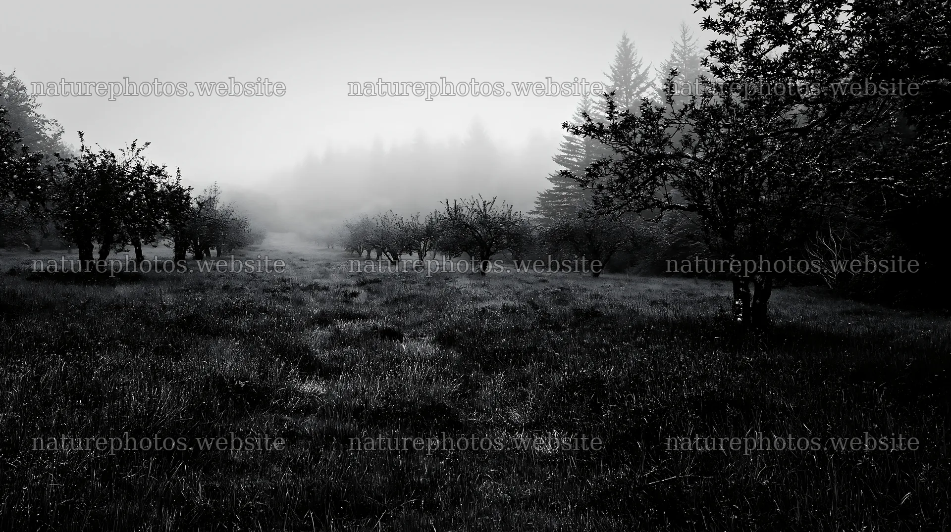 Moody orchard meadow with trees and fog – nature photos 10608x5938