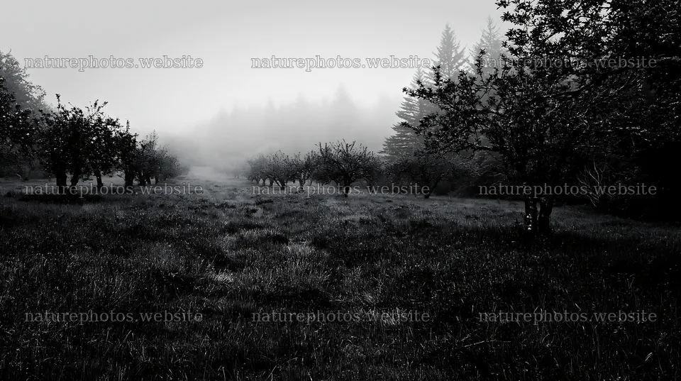 Moody orchard meadow with trees and fog – nature photos 10608x5938