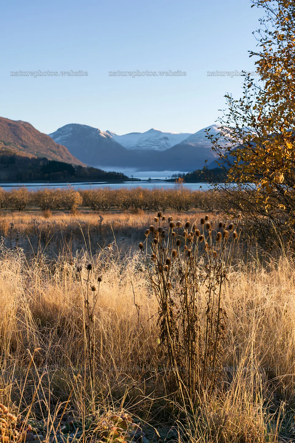 Fjord orchard meadow during winter with mountains in background – nature photos 6480x9722