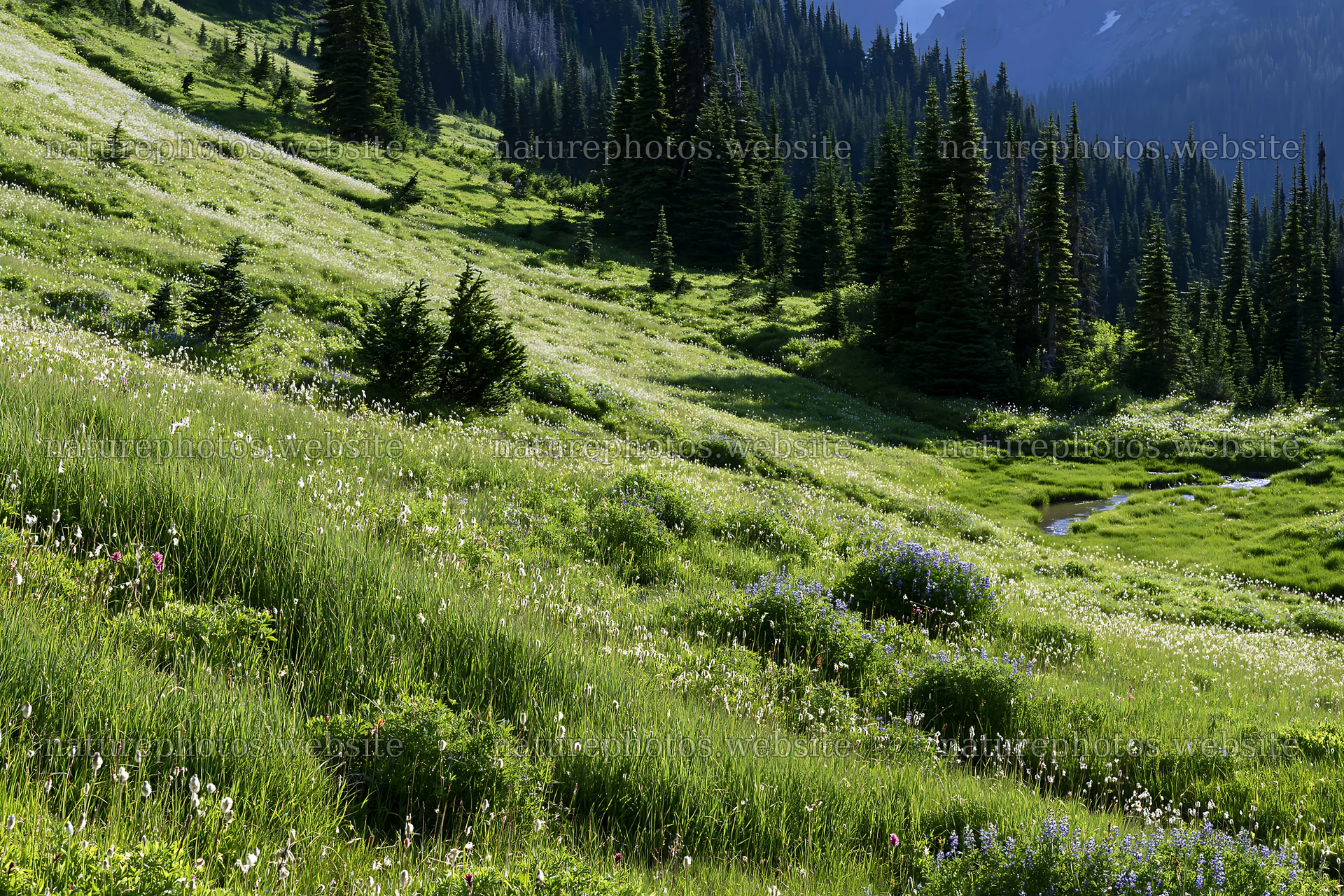 Lupine meadow at Mount Rainier with trees and distant mountains – nature photos 9722x6480