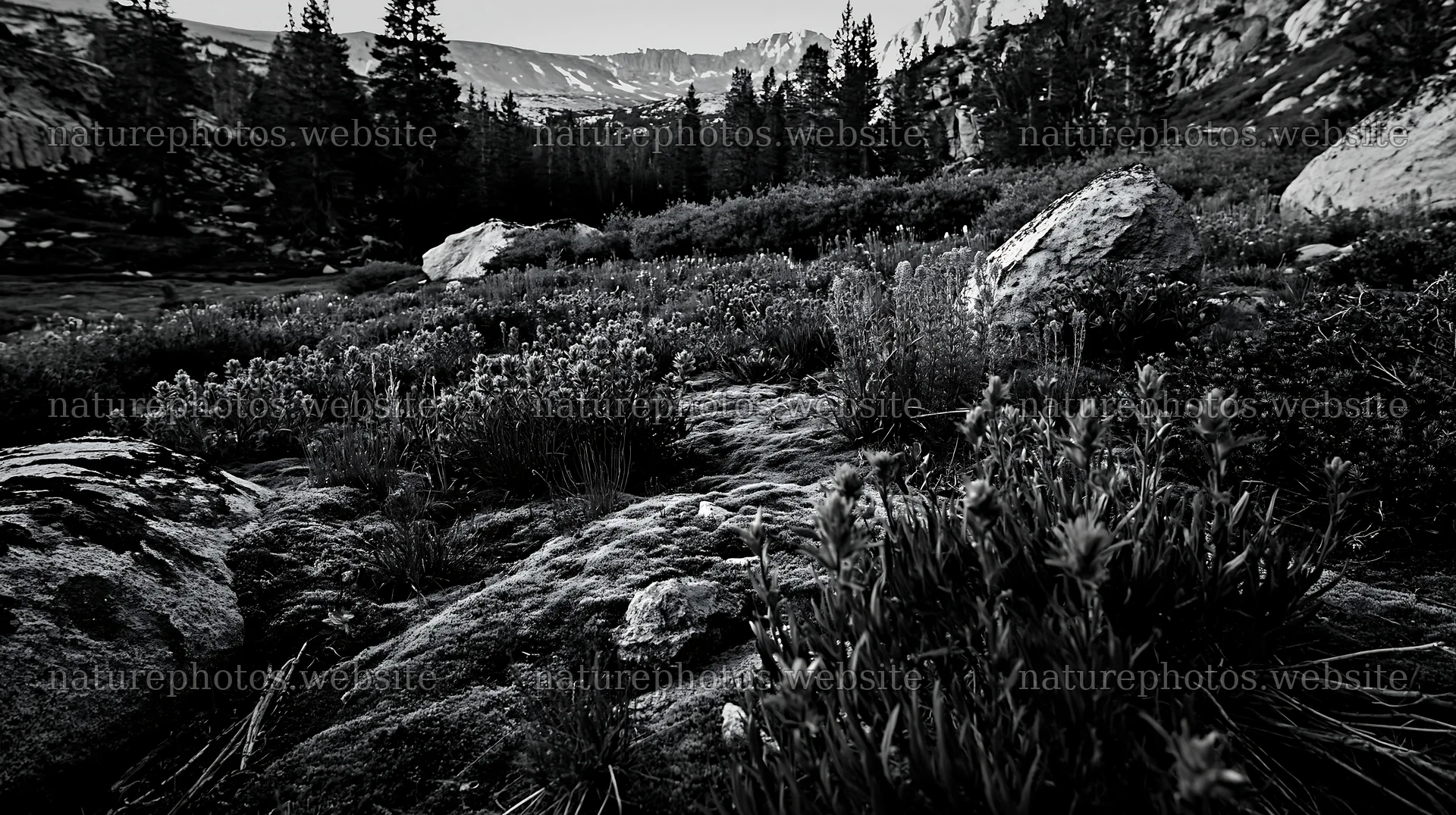Mossy boulder meadow with flowers and rocky landscape – nature photos 10608x5938
