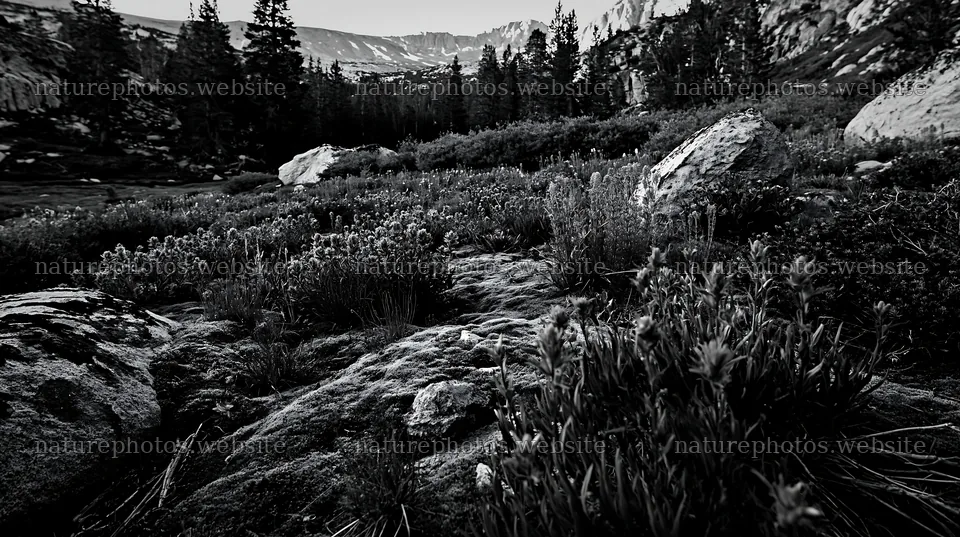 Mossy boulder meadow with flowers and rocky landscape – nature photos 10608x5938