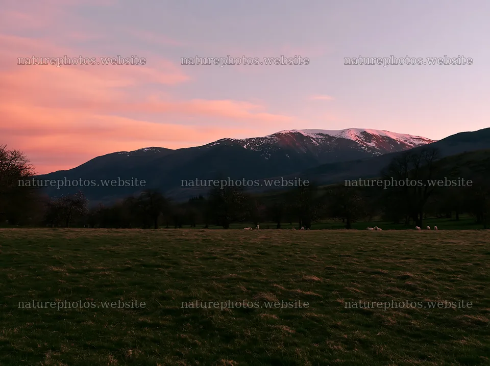 Valley apple meadow with mountains and pink sky at sunset – nature photos 9174x6866