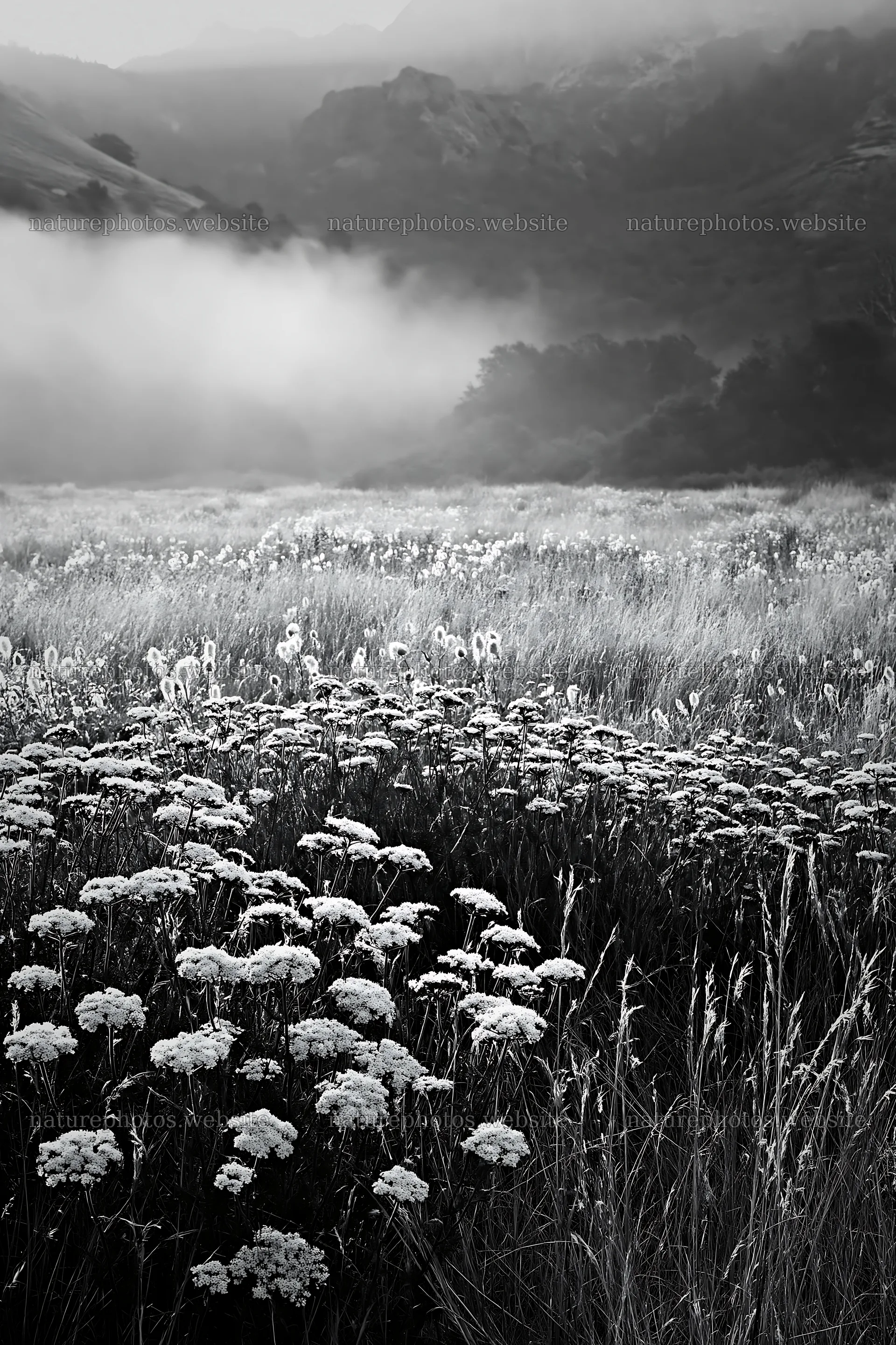 Cloudy foothill meadow with wildflowers in black and white – nature photos 6480x9722