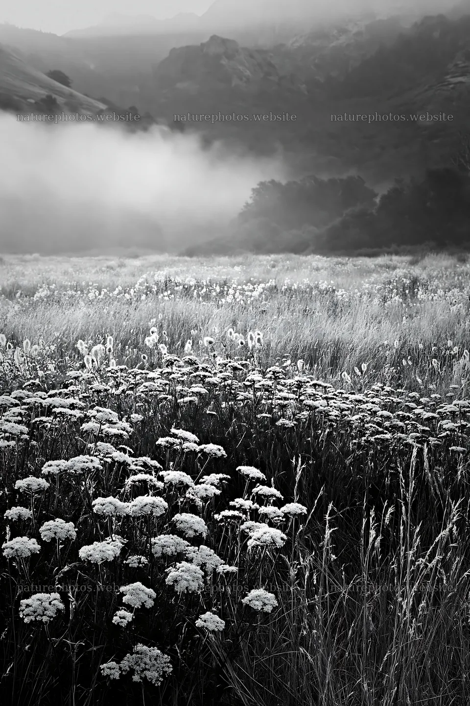 Cloudy foothill meadow with wildflowers in black and white – nature photos 6480x9722