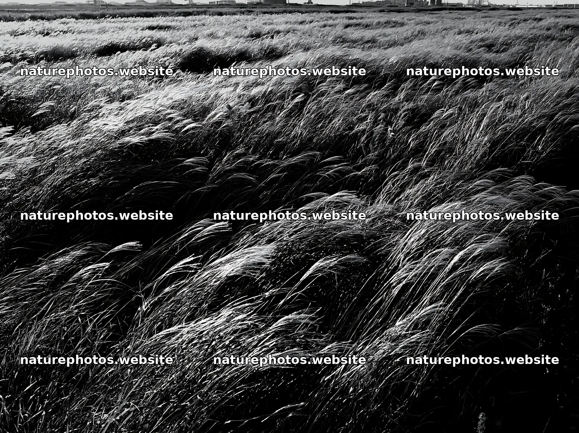 Tokyo urban biodiversity meadow with seedheads in sunlight – nature photos 9174x6866