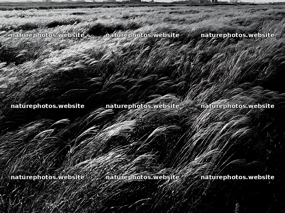 Tokyo urban biodiversity meadow with seedheads in sunlight – nature photos 9174x6866