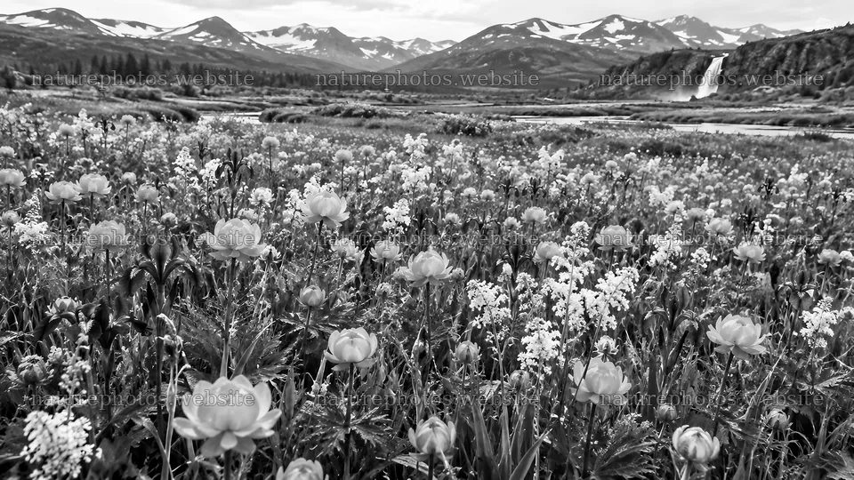 Monochrome Wildflower Meadow Beneath Snowy Peaks – nature photos 10324x5812